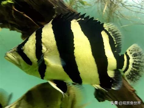 虎邊養魚|魚友經驗總結：虎魚飼養治療及挑選